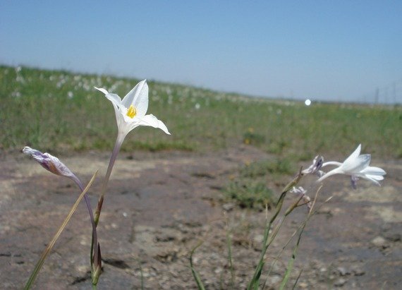 Gladiolus robertsoniae long flower tubes